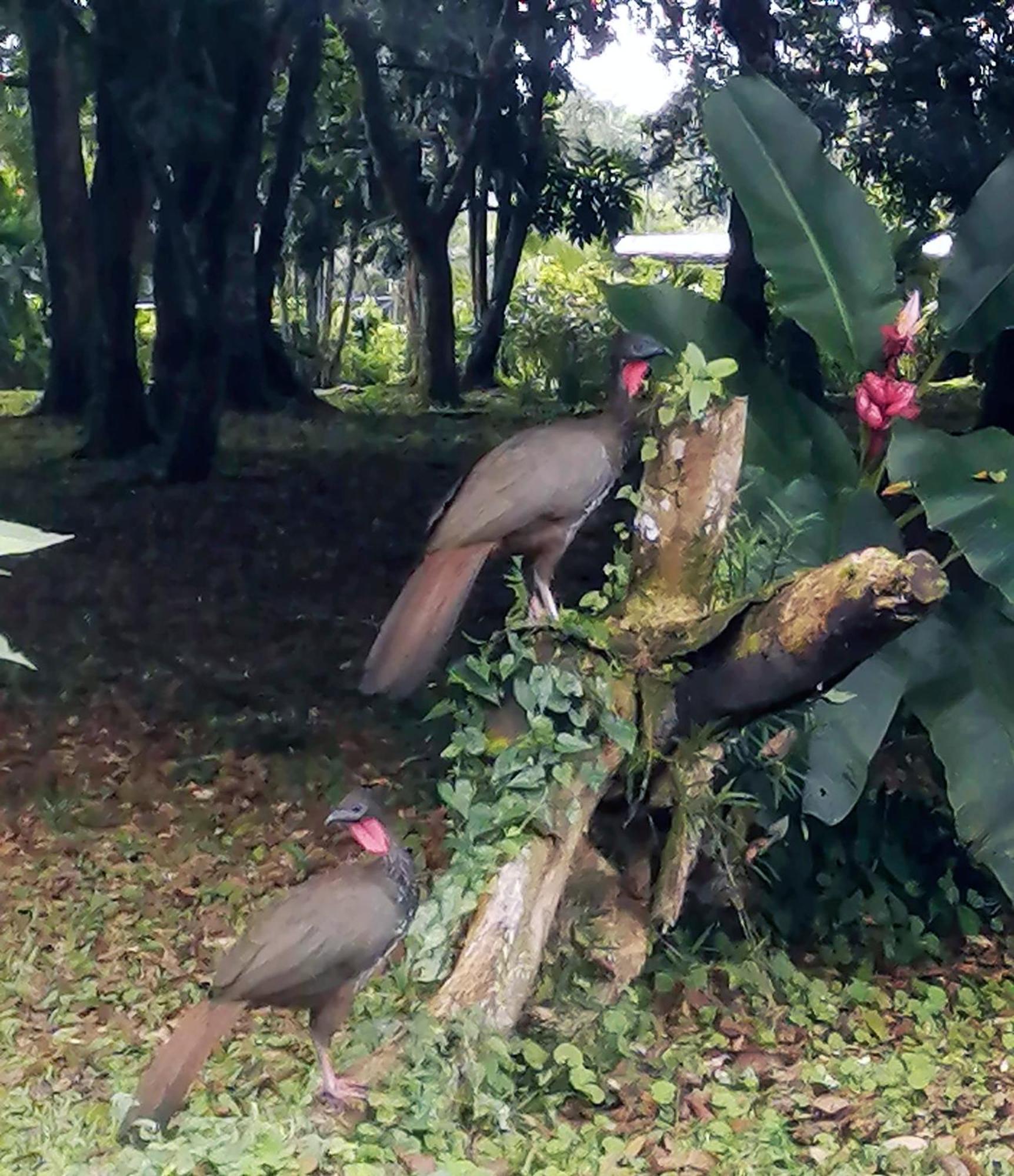 阿雷纳尔乡村酒店 La Fortuna 外观 照片